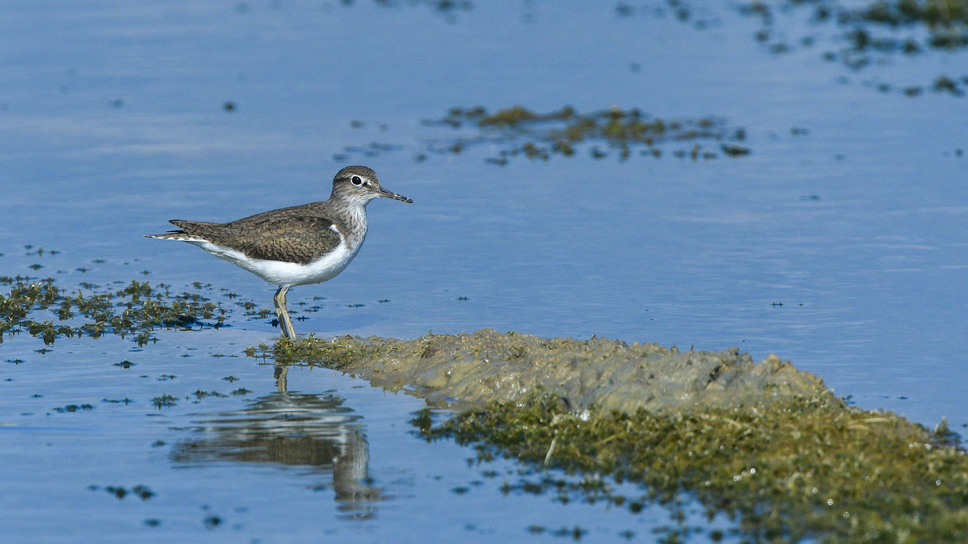 Common Sandpiper — Ana fotoğraf